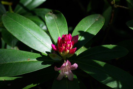 Arborétum Borová hora